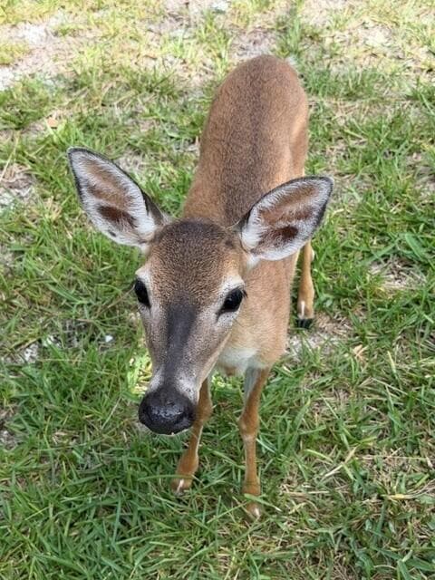 1821 Bittersweet Avenue photo 17