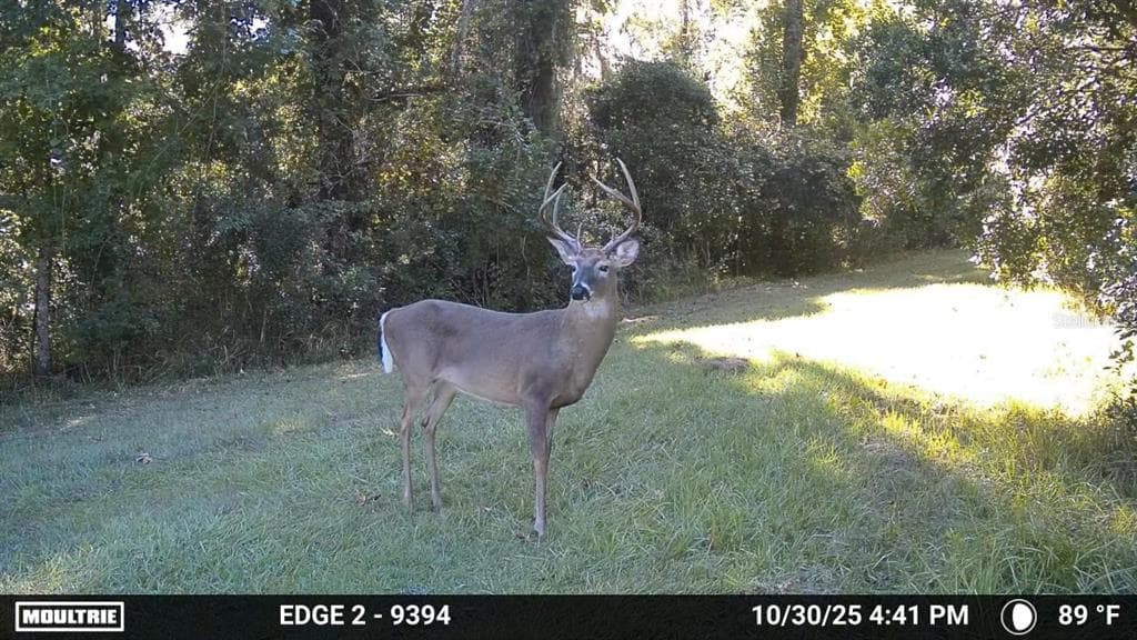 11816 SE COUNTY ROAD 234 photo 9