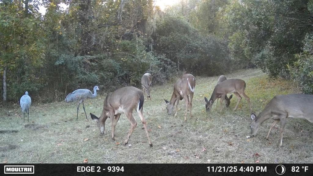 11816 SE COUNTY ROAD 234 photo 11